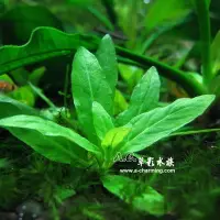 在飛比找Yahoo!奇摩拍賣優惠-【AC草影】袖珍青葉柳【兩株】前景草 水草造景 水草缸 水晶