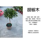 心栽花坊-胡椒木/清香木/6吋/綠籬植物/綠化植物/木本植物/售價240特價200