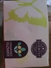 New Scentsy Fragrance Flower VANILLA bean Buttercream