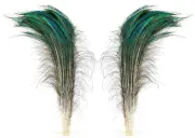 100 Peacock Sword Feathers Natural Green Iridescent L or R side 30-40" PS40