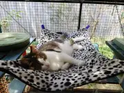 LUXURICAT HAMMOCK, WHITE & BLACK FAUX FUR, REVERSIBLE, CAT BED, CAT LOUNGER