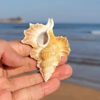 在飛比找Yahoo!奇摩拍賣優惠-天然稀有海螺貝殼標本翼法螺收藏大海星魚缸造景裝飾海洋知識科普
