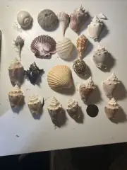 Very Rare Unique Sea Shells Lot