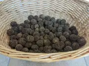 4 lbs in shell; American Black Walnuts; Cured; 2022 Crop