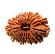 ORIGINAL 19 MUKHI RUDRAKSHA / LAB CERTIFIED NINETEEN FACED RUDRAKSHA