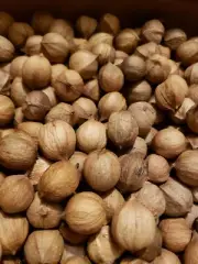 Hickory Nuts in Shell for SMOKING BBQ GRILLING, CRAFT, NOT eating nuts 3.5 LB