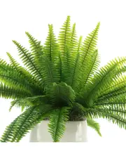 Creative Displays Organic Modern Boston Fern Arrangement
