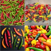 Chilli - Heirloom Mix seeds