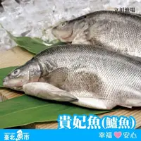 在飛比找鮮拾優惠-【臺北魚市】 貴妃魚500g*3包