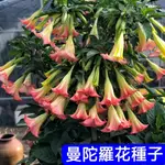 💥💥【曼陀羅花種子】曼陀羅花籽 大花曼陀羅 重辦曼陀羅 四季開花 年年開花 新手好種植 別墅小院露台綠植裝飾 可盆栽地栽