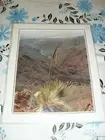 Yakkas Grass Tree Gammon Ranges South Australia color photograph 29 x 24 cms