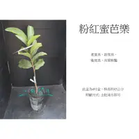 在飛比找蝦皮購物優惠-心栽花坊-粉紅蜜芭樂/超取易折損/芭樂品種/嫁接苗/水果苗/