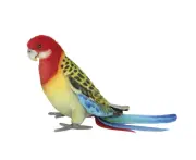 Eastern Rosella Soft Toy - Hansa