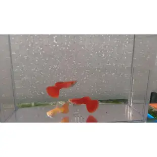 【奕之漁】（特價）活體飼料  孔雀魚 全紅白子  觀賞魚