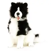 Bocchetta Plush Toys Tommy Border Collie Dog