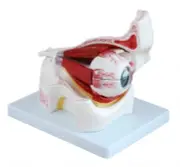Eye With Orbit Anatomical Model With Dissectible Parts