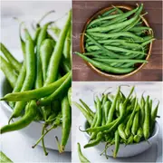 Bean Bush - Gourmet Delight seeds