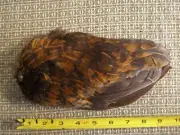 Intact Right wing of a Black Sex-Linked chicken-Pagan, New Age, Native (#I395)
