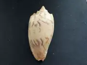 #12300 Cymbiolista Hunteri Voluta Iredale, North NSW 104.3mm Sea Snail shell