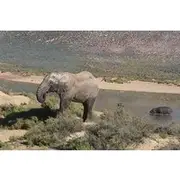 Save 7.66%! Big 5 Full Day Safari Aquila Lunch plus Breakfast From Cape Town