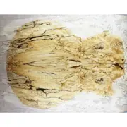 Figure Electric Bass Top Curly Spalted Barky Maple Wood Set Luthier Supply