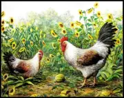 Rooster Chickens in Sunflower - Chart Counted Cross Stitch Patterns Needlework