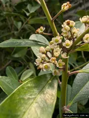 Buy Yerba Mate Tea Tree Plant (Ilex paraguariensis)
