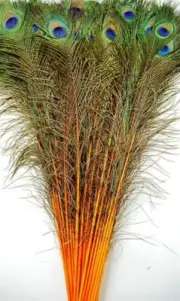 25 Pcs DYED PEACOCK Tail Feathers 35-40" HOT ORANGE; Crafts/Art/Bridal/Costume