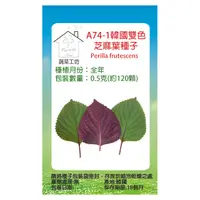 在飛比找PChome24h購物優惠-A74-1韓國雙色芝麻葉種子0.5克(約120顆)