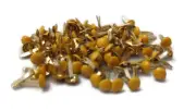 Mini Round Scrapbooking Brads - Yellow - 100ct