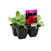 4 Cell Petunia Crazy Red Improved - Petunia hybrida