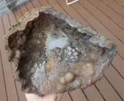 Botryoidal Fossil Coral Geode GA Agate Amber Druzy Specimen Collection WC109