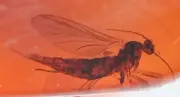 Detailed Sciaridae (Fungus Gnat), Fossil insect inclusion in Dominican Amber