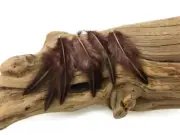 10 Pieces - Brown Dyed Jungle Cock Loose Plumage Feather Fly Tying Rare Exotic