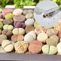 在飛比找蝦皮購物優惠-石頭玉種子 Lithops 屁屁 石生花 石頭玉 屁屁花 (