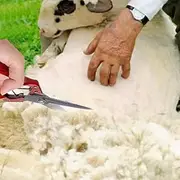 Sheep Shears Spring Loaded Wool Trimming Scissors Knee Blades for Livestock Areas