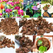 Coconut Husk Dry Chips 100% Natural Orchids Anthurium Growing Coco Coir 3.5oz