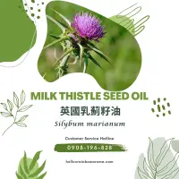 在飛比找蝦皮購物優惠-6029，Milk Thistle Seed Oil，英國乳