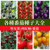 在飛比找蝦皮購物優惠-🍅超多款番茄種子大全 巧克力番茄聖女果小番茄瀑布小番茄千禧番