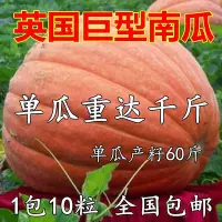 在飛比找Yahoo!奇摩拍賣優惠-現貨 快速發貨 特價英國特大南瓜種子蔬菜種子四季菜種子巨型太