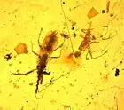 Enicocephalidae (Gnat Bug) with Cricket, Fossil inclusion in Burmese Amber