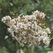 330mm Natchez Crepe Myrtle Bush - Lagerstroemia indica