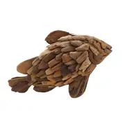 Darlin Driftwood 22x37cm Fish Table Home/Office Decor Tabletop Display Brown