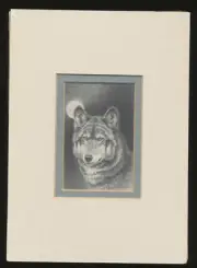 Wolf Under Moonlight Pencil Drawing Art Print Matted Signed Lori Scpffield Beer