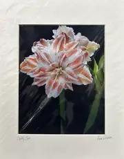 Professional Photograph Of Amaryllis Dancing Queen By Pamela Dodson