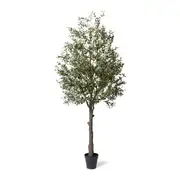 [James Lane] Olive Tree - 130cm x 130cm x 300cm