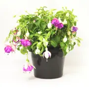 180mm Sovereign Jewel Fuchsia - Fuchsia hybrida
