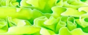 Chartreuse WaterBTW25KSM Acrylic (2 pc) Knife Scales 1/4" x 1 1/2" x 6"
