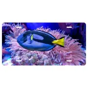 Blue Tang Novelty Vanity Front License Plate - Man Cave - She Shed - Fish - Sea