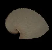 Sea shells Argonauta argo 152.8mm Aquarium Decoration Products